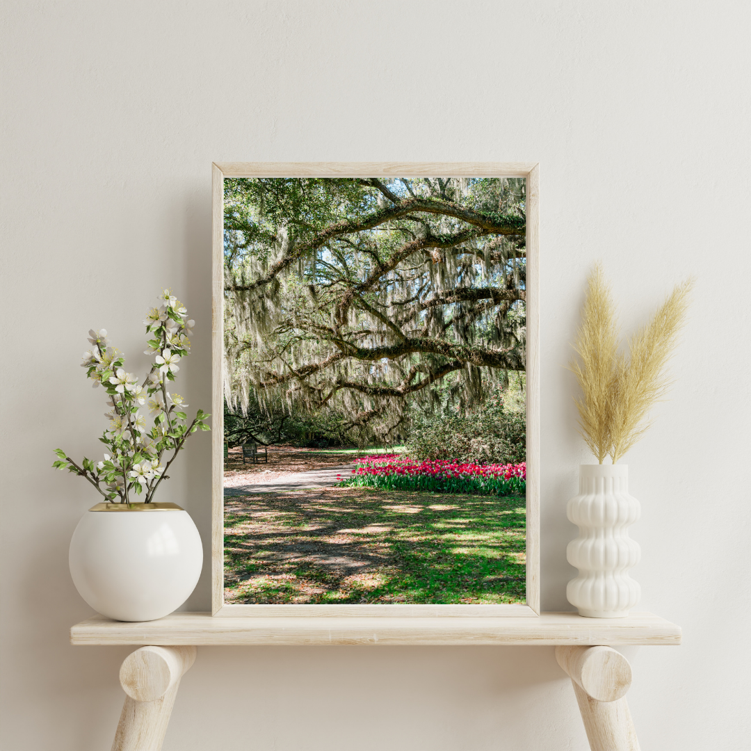 Airlie Oaks Spring Tulips